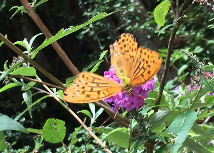 Large Family Near Katschberg *